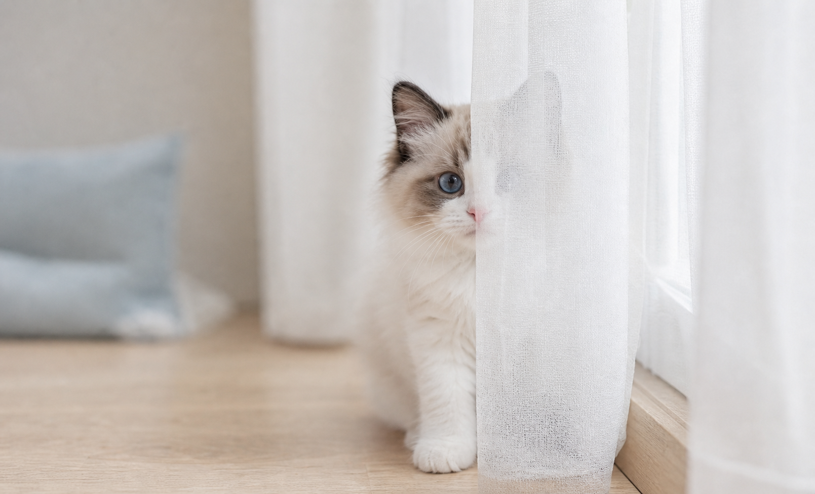 シールバイカラーの子猫Iris